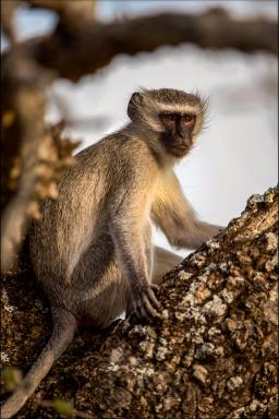 Rencontre avec un singe Vervet dans le Sud-est éthiopien