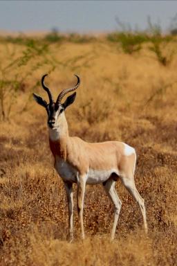 Observation d'une antilope dans le Massif du Balé
