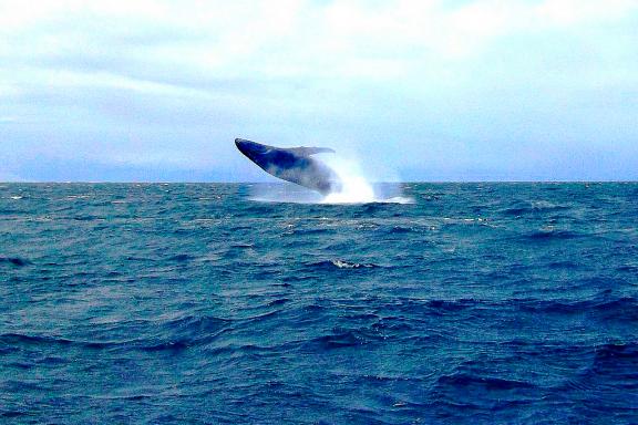Observation d'une baleine de l'Océan indien