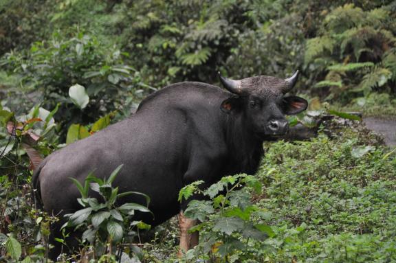 Rencontre avec un mithun dans une forêt de l'Arunachal Pradesh