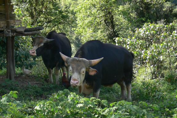 Randonnée vers deux mithun en bordure d'un village en Arunachal Pradesh