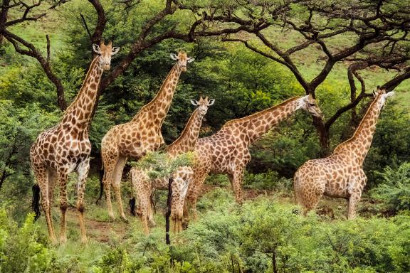 Marche vers les troupeaux de girafes en Afrique