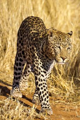 Excursion pour découvrir le guépard de Namibie