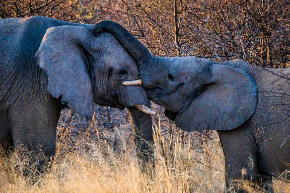 Aventure avec les éléphants d'Étosha