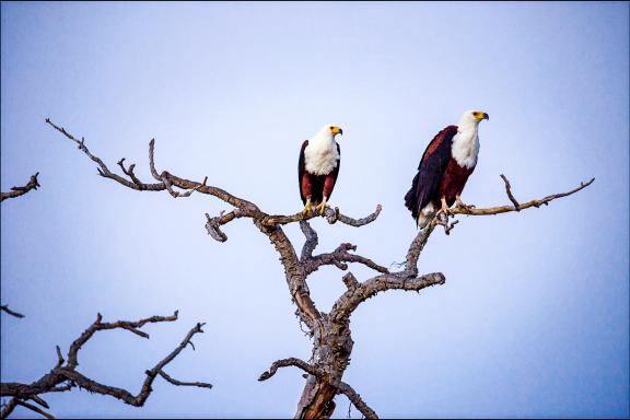 Découverte des vautours d'Afrique australe