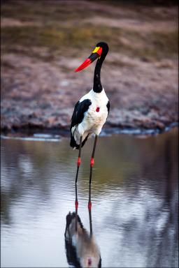 Découverte du Jabiru d'Afrique