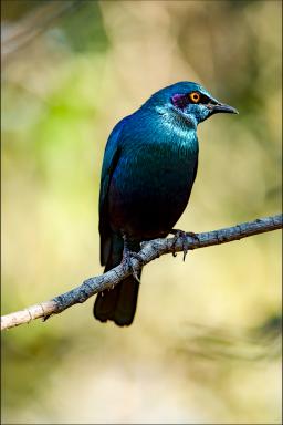 Contemplation du Choucador à oreillons bleus en Afrique australe