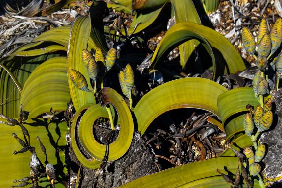 Découverte de la Welwitschia mirabilis  dans le désert namibien