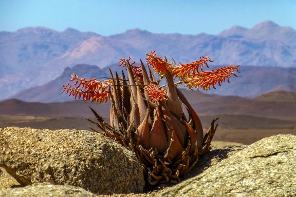 Randonnée parmi les aloe du désert du Namib