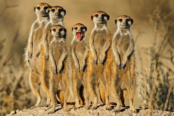 Rencontre avec les Suricate des savanes du Botswana