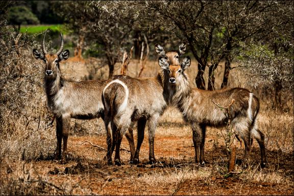 Expédition pour découvrir les antilopes de l'Okavango