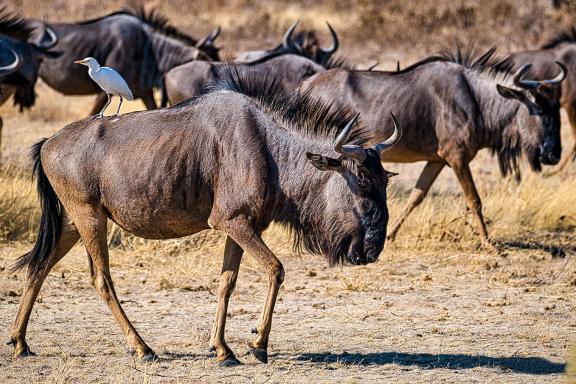 Excursion pour découvrir un troupeau de gnous dans le Namib