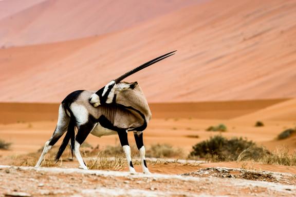 Marche ver s l'oryx dans le désert du Namib
