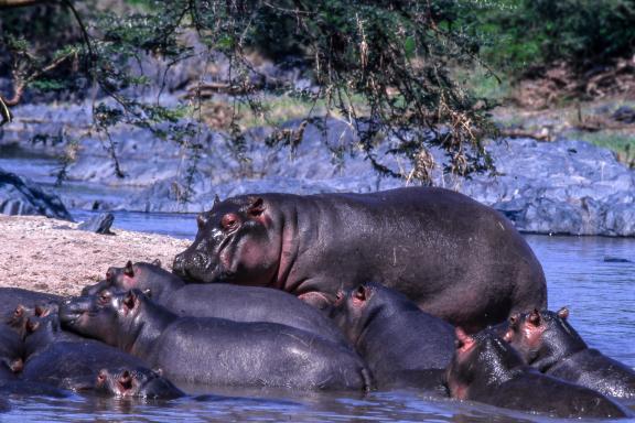 Découverte des hippopotames de la Chobe