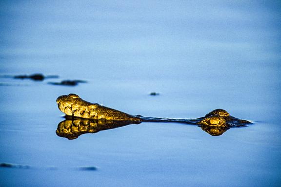 Découverte des crocodiles d'Afrque australe