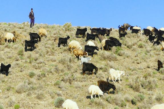Rencontre avec un berger et son troupeau dans la province de Guilan