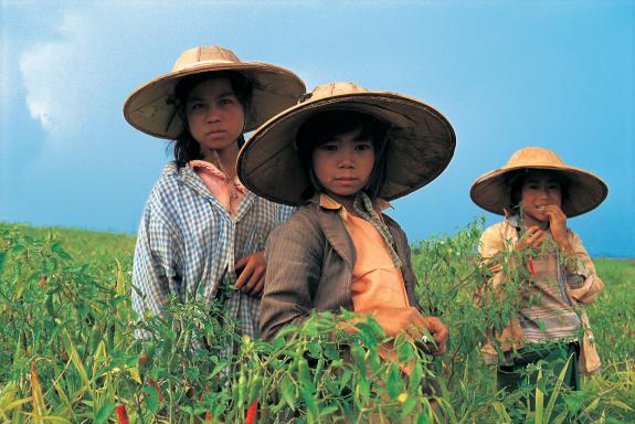 Rencontre de jeunes cueilleurs de piments dans les collines de l'État Shan