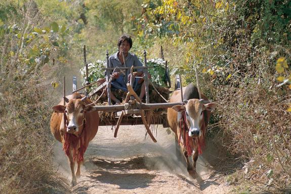 Trekking vers un char à boeufs dans la campagne montagnarde de l'État Shan