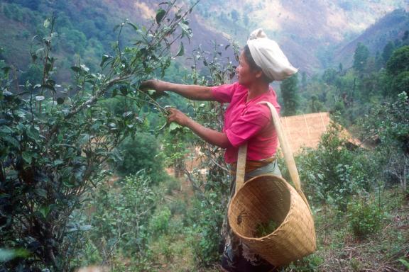 Rencontre avec une cueilleuse de thé dans les montagnes de l'État Shan