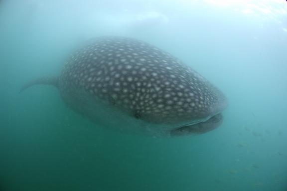 Navigation vers un requin-baleine près de Donsol au sud de Luzon