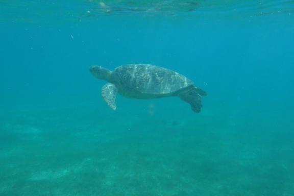 Voyage vers une tortue marine dans l'archipel des Visayas