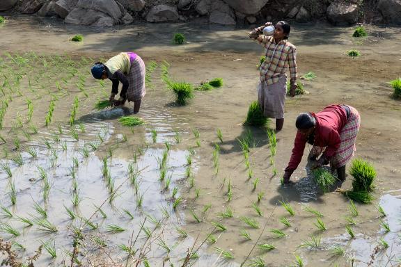 Rencontre de femmes tamoules repiquant du riz au Tamil Nadu