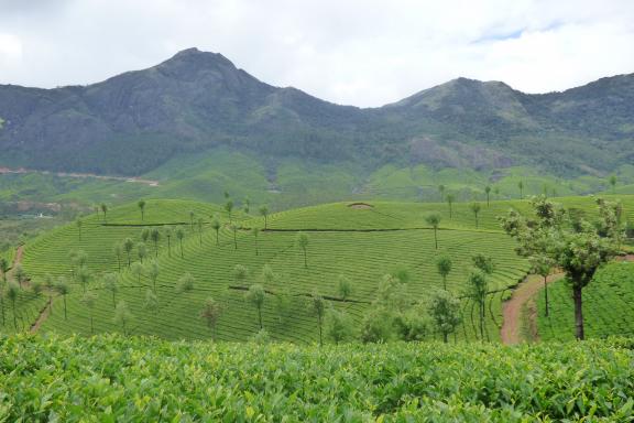 Randonnée à travers les plantations de thé du Kerala dans la région de Munnar