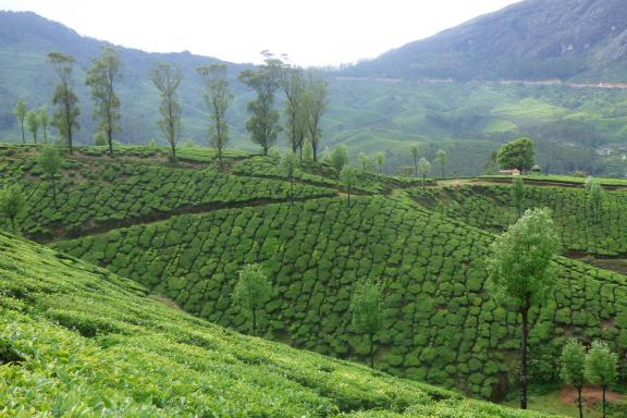 Trekking à travers une plantation de thé à Munnar au Kerala