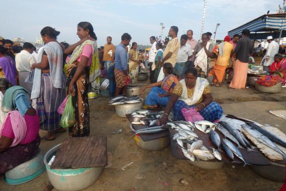 Trekking vers un marché aux poissons côtier au Kerala