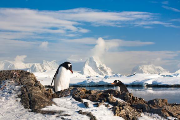 Voyage et pinguoins en terre de Graham