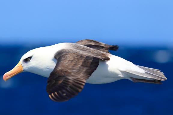 Voyage et mouette en Antarctique