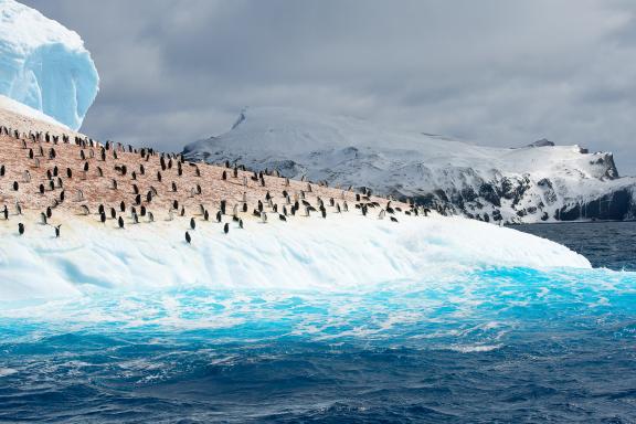 Expedition et pinguoins sur la banquise en terre de Graham