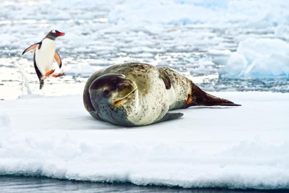 Voyage et phoque en Antarctique