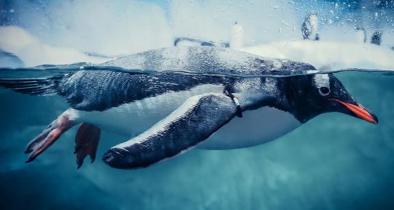 Expedition et pinguoin sous l'eau en Antarctique