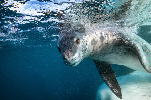 Voyage et phoque sous l'eau en Antarctique