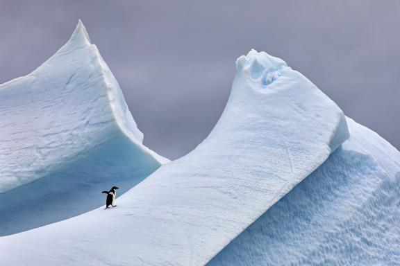 Expedition et pinguoin en Antarctique