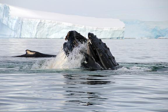 Voyage et baleine en terre de Graham