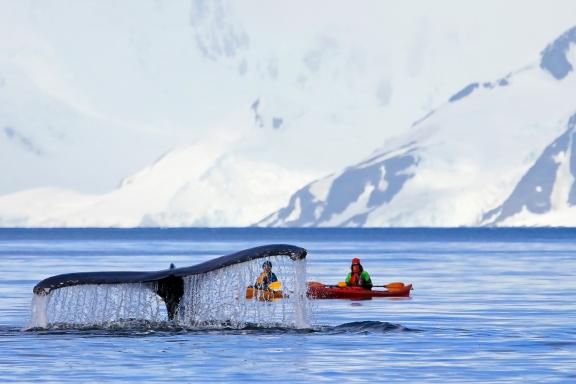 Voyage, baleine et kayak en Antarctique