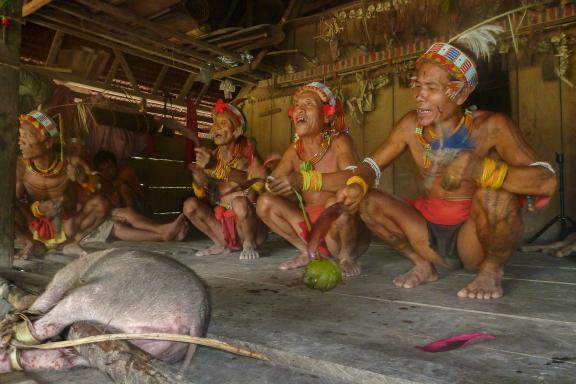 Immersion dans une cérémonie avec sacrifice d'un cochon au coeur de l'île de Siberut