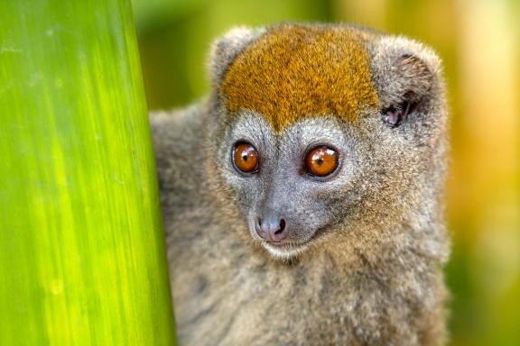 Observation de l'Hapalemur griseus dans les forêts pluviales de l'Est