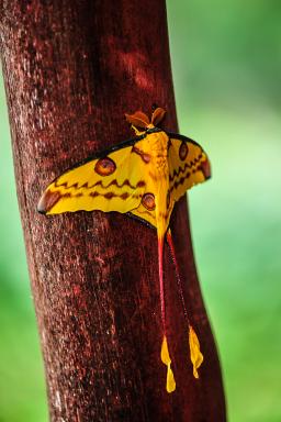 Excursion pour découvrir le papillon comète des forêts tropicales de l'Est