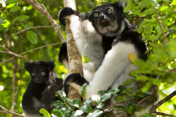 Marche avec l'indri indri femelle et son petit dans la forêt de Madagascar