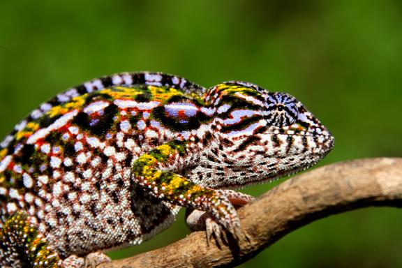 Observation d'un caméléon pa,thère de la forêt humide de l'Est