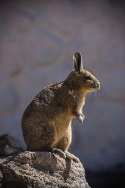 Viscacha dans la région de Parinacota dans le désert d’Atacama au Chili