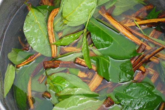 Fabrication d’Ayahuasca en Amazonie en Équateur