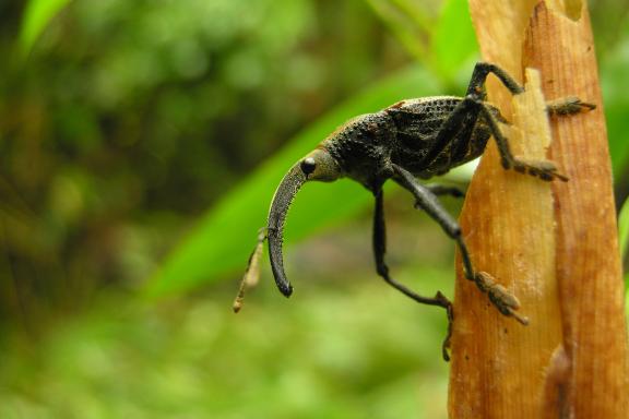 Insecte en Amazonie en Équateur