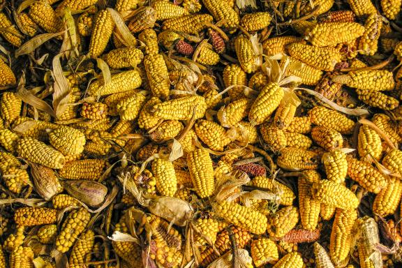 Maïs à Otavalo dans les Andes en Équateur