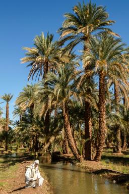 Immersion dans la palmeraie de Kerma au Pays de Koush