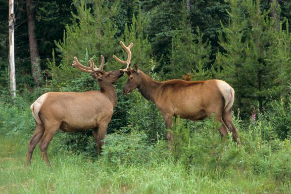 Randonnée à la découverte des cerfs dans le Glacier National Park aux États-Unis