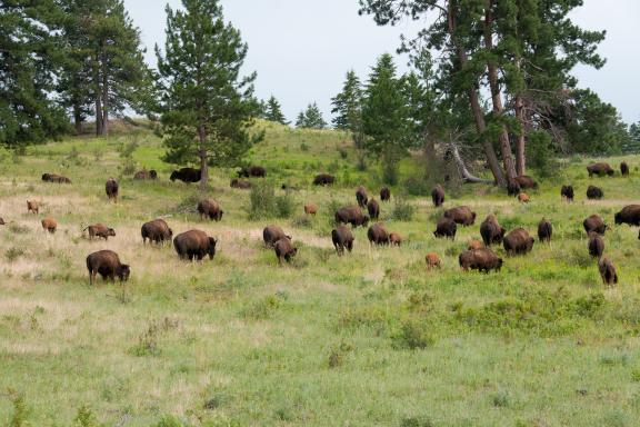 Randonnée à la découverte des troupeaux de bisons à Yellowstone aux États-Unis